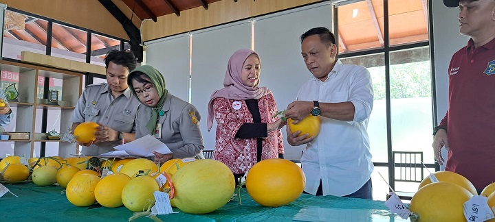 Dukung Urban Farming Varietas Golden Melon, Anas Dewan Minta Pemkot Surabaya Masif Beri Pendampingan
