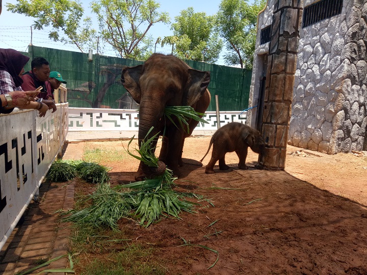 Tragis, Maharani Zoo di Lamongan Buka Donasi untuk Selamatkan 900 Satwa
