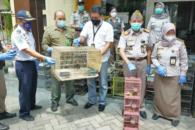 259 Burung Kicau dari Balikpapan Nyaris Diselundupkan ke Surabaya