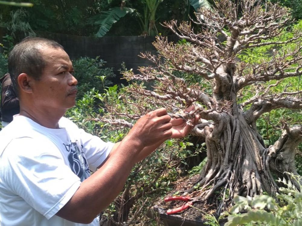 Berburu Bonsai di Jombang, Harga Capai Ratusan Juta