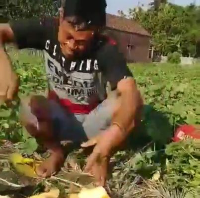 Viral, Petani Terancam Gagal Panen di Jombang Bacok Blewah