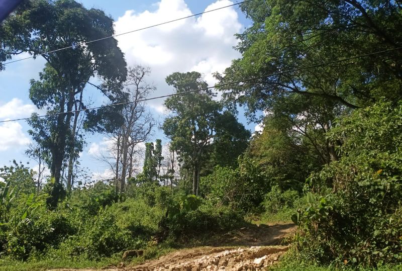 Penebangan Pohon di Kawasan Sumber Air Kerawak Montong, Disoroti Warga