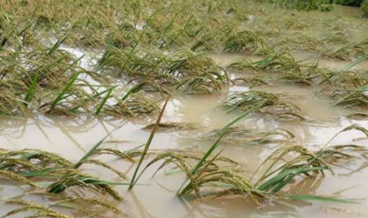 Sepanjang 2023, 2.101 Hektare Sawah di Jatim Terdampak Banjir