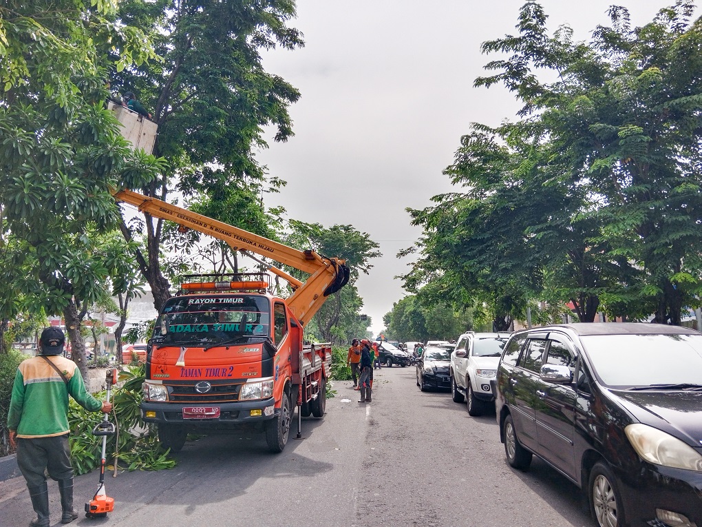Cegah Pohon Tumbang Saat Musim Hujan, DKRTH Kota Surabaya Lakukan Pemangkasan Ranting