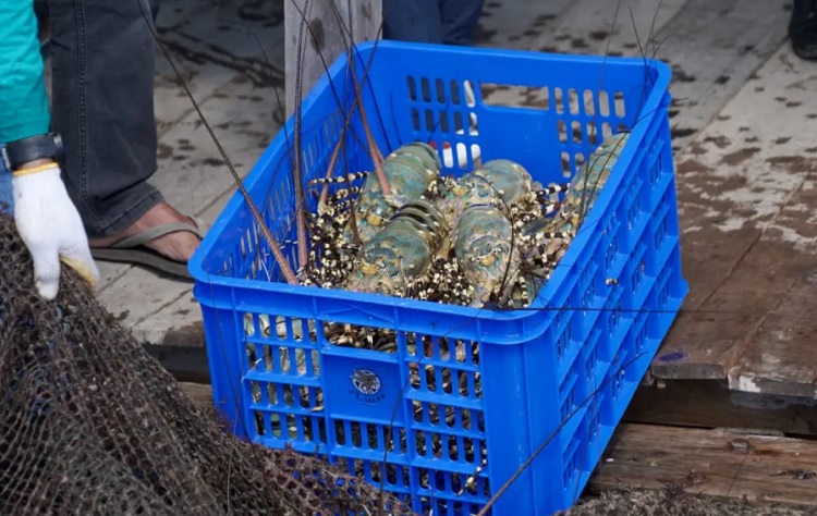 Indonesia Gaet Vietnam, Bakal Kelola Budidaya Lobster di Kancah Dunia
