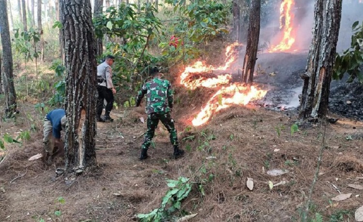 Hutan Pinus 1,5 Hektare di Trenggalek Terbakar, BPBD: Total Sudah 37 Kejadian