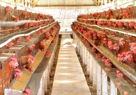 Harga Pakan Ternak Naik, Harga Telur di Jatim Ikut Melambung