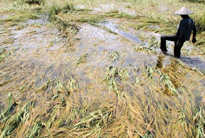Ratusan Hektar Lahan Padi di Jatim Terdampak Banjir