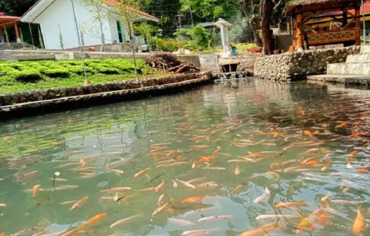 Warga Desa Sidorejo Ngawi Sulap Selokan Jadi Habitat Ribuan Ikan Koi Cantik