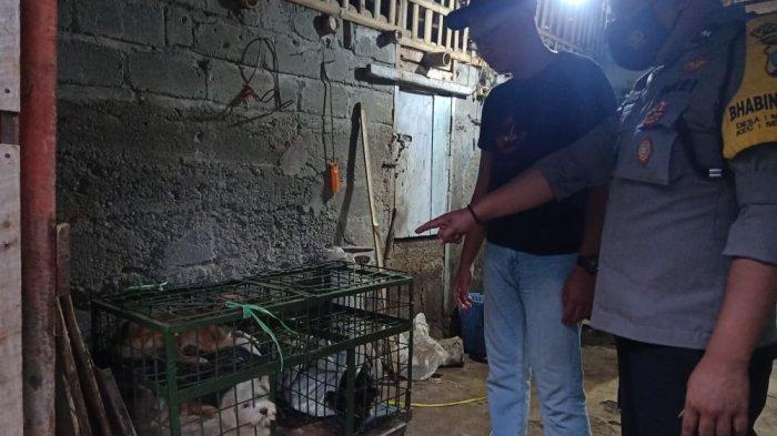 Rumah Jagal Digerebek, Ditemukan 42 Ekor Anjing di Kandang
