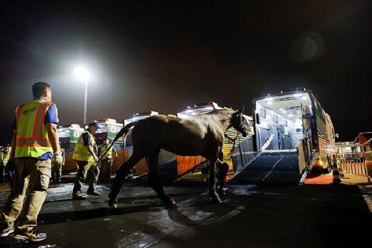 Ratusan Kuda Mulai Diangkut ke Jepang Jelang Olimpiade