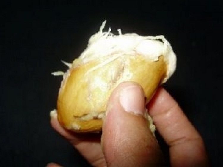 Kandungan Biji Durian, Jaga Kekebalan Tubuh dan Hipertensi