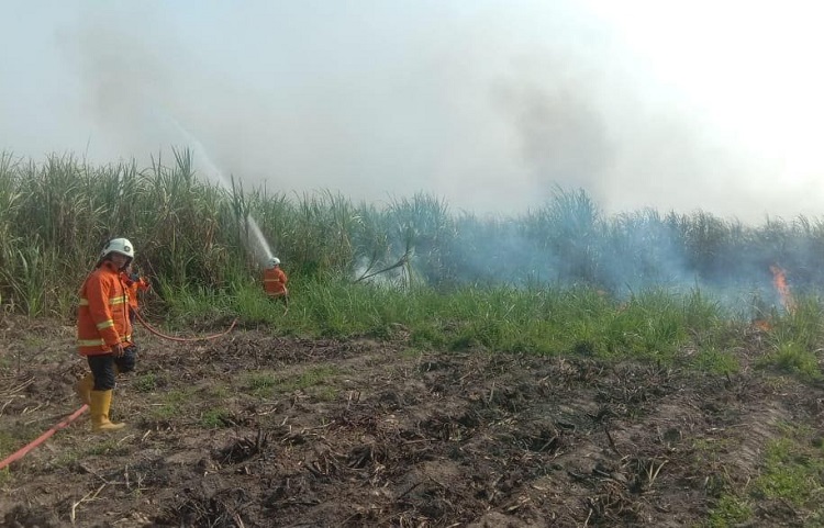 Lahan Tebu 1,5 Hektar di Desa Canggu Mojokerto Hangus Terbakar