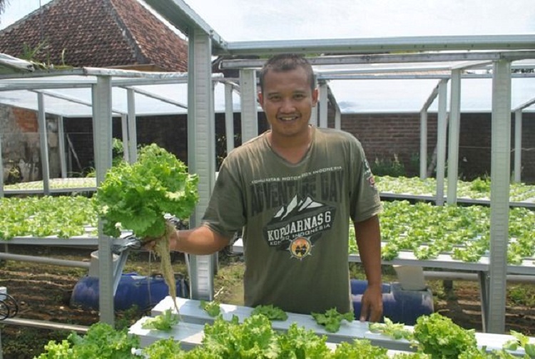 Sukses Geluti Bisnis Budidaya Sayuran Hidroponik