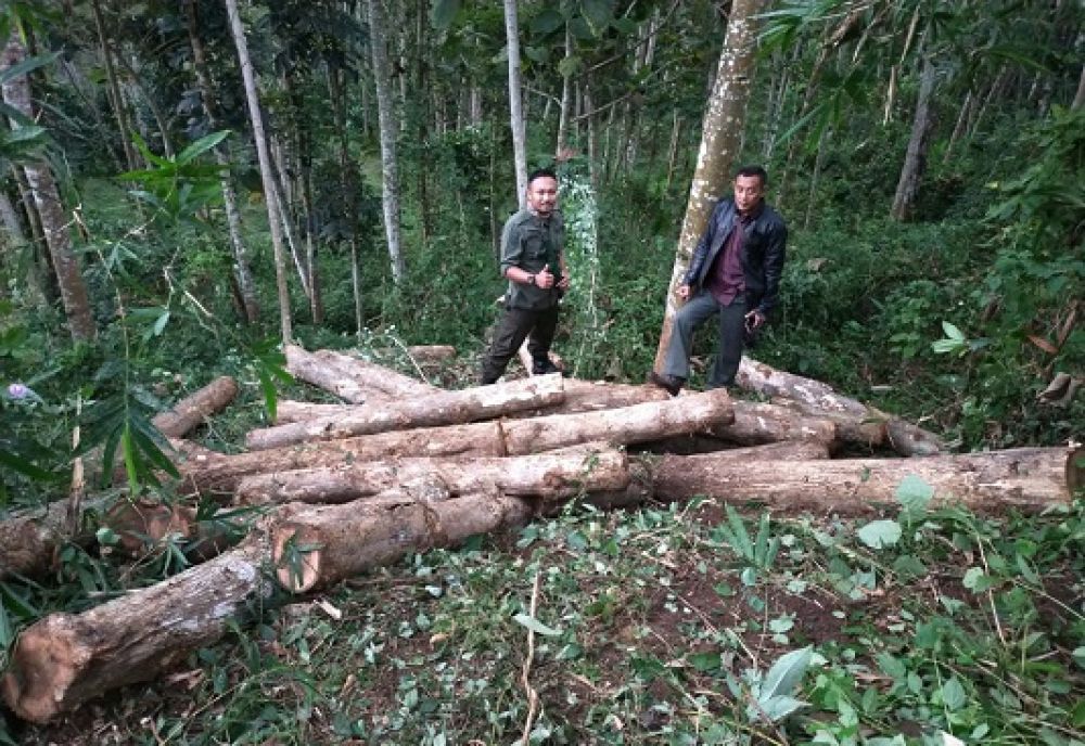 6 Penjarah Hutan Jati di Bekuk, 40 Batang Kayu Jati Disita