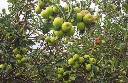 Lahan Terus Berkurang, DPKP Kota Batu Revitalisasi Perkebunan Apel