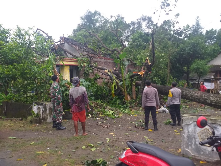 Pohon Pule Tumbang Hancurkan 3 Rumah di Blitar