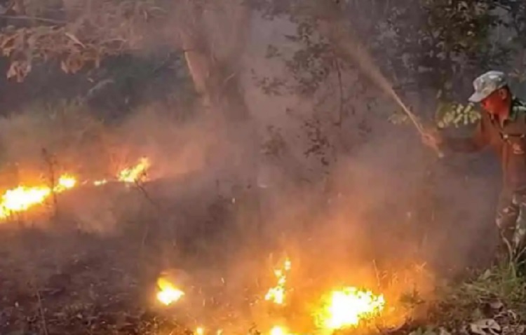 Lahan Hutan Kayu di Mojokerto Terbakar 150 M2, BPBD Ingatkan Hal ini