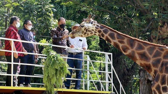Hari Ini, Kebun Binatang Surabaya Mulai Dibuka