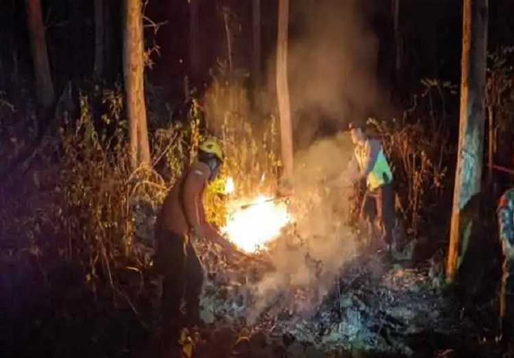 Hutan di 3 Kecamatan Ponorogo Terbakar, Medan Terjal Sulit Dipadamkan