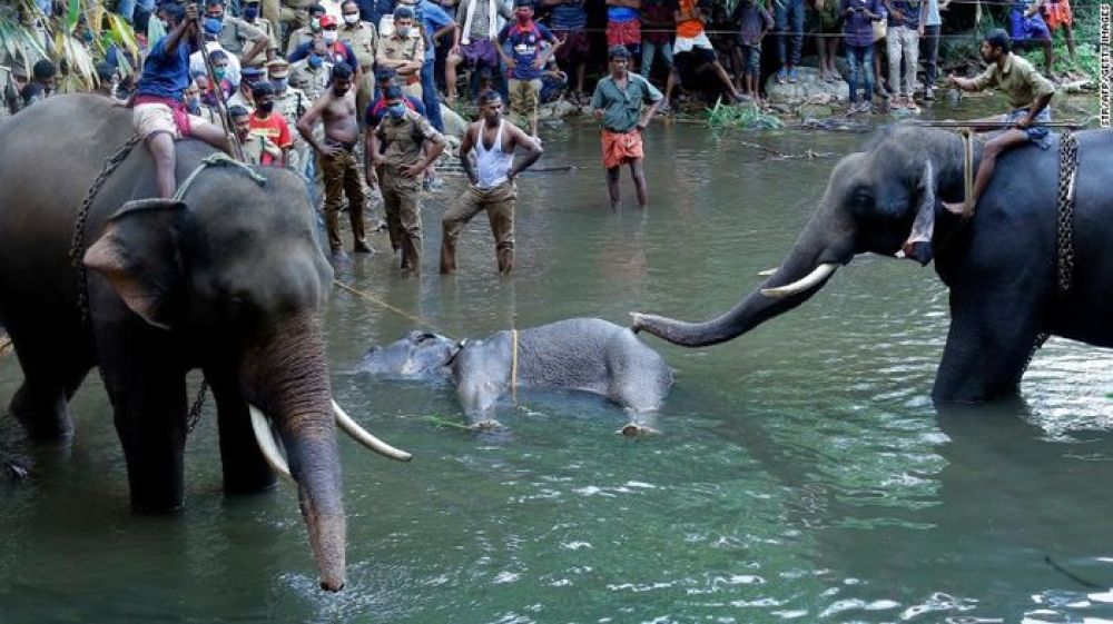 Kejam! Gajah Hamil di India Mati Usai Santap Buah Isi Petasan