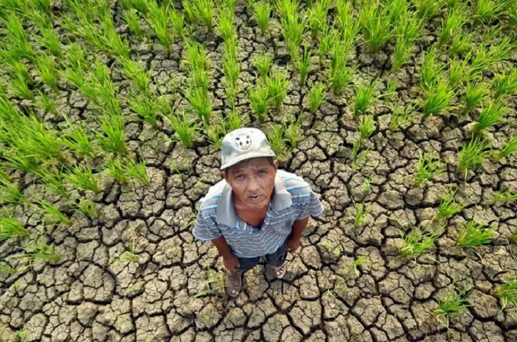 Pemkab Imbau Petani di Banyuwangi Ubah Pola Tanam di Musim Kemarau Panjang El Nino