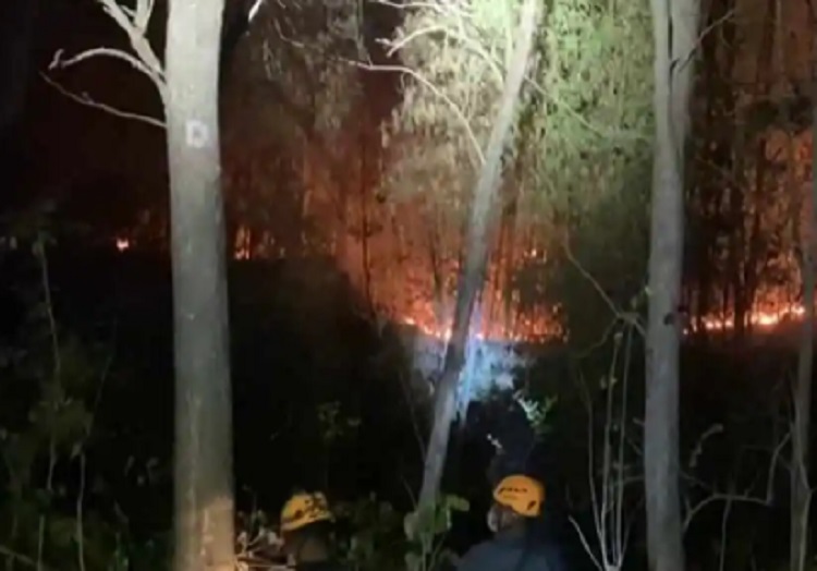 Hutan Jati Seluas 3 Hektar di Magetan Terbakar, Medan Sulit Sempat Jadi Hambatan