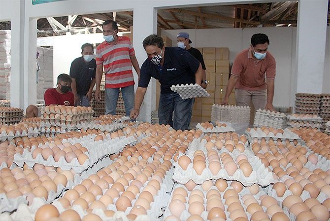 Turut Campur Tangan Pemerintah, Harga Telur Beranjak Stabil