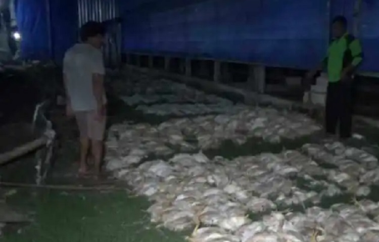 Rugi Ratusan Juta, Belasan Ribu Ayam Siap Panen Mati Gegara Pemadaman Listrik