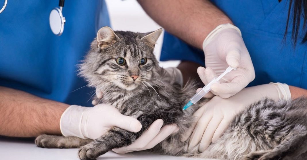 Professor: Vaksin Penting untuk Kucing
