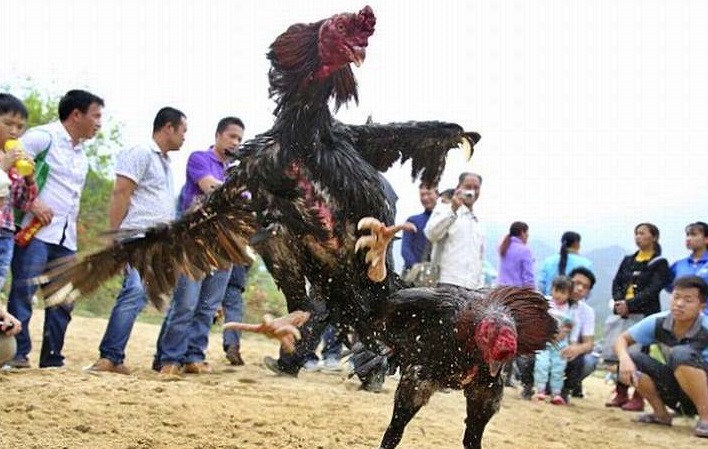 Penggerebekan Judi Sabung Ayam di Mojokerto, Pelaku Berhasil Kabur