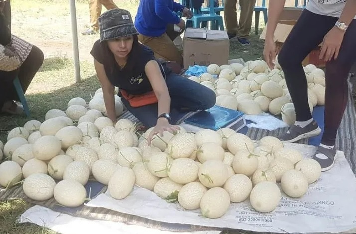Pemdes Karangpandan Malang Kembangkan Melon Kualitas Ekspor