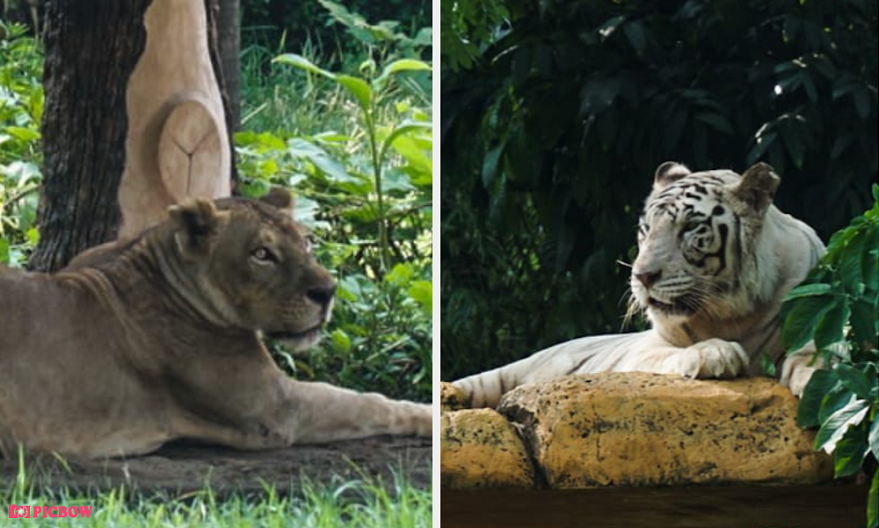 Harimau dan Singa di Kebun Binatang Surabaya Terancam Punah