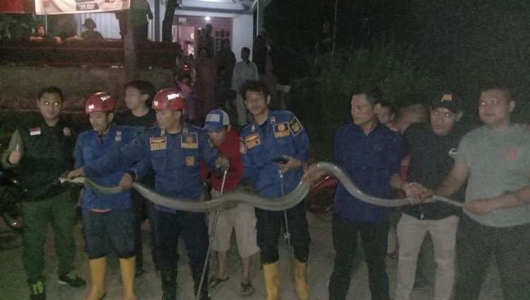 Petugas Damkar Berhasil Evakuasi Ular King Cobra Sepanjang 5 Meter di Rumah Warga