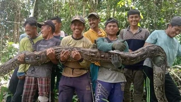 Ular Piton Raksasa Berukuran 7 Meter Dieksekusi Warga di Kebun Pak Kades