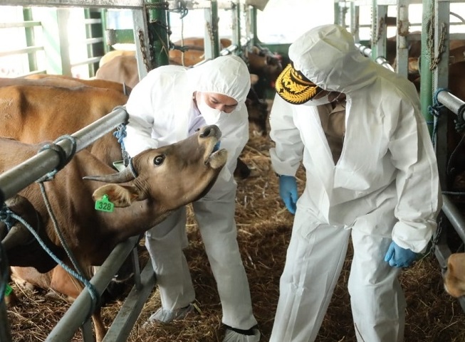 Antisipasi PMK, Jatim Suntikkan 635.050 Dosis Vaksin Pada Hewan Ternak